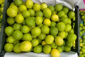 Baladi Lemon (Benzehir)