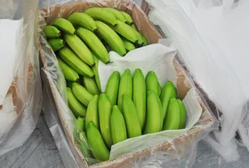Banana