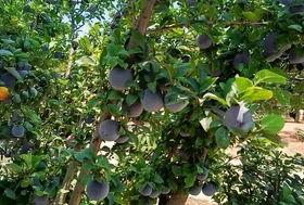 Black Plum