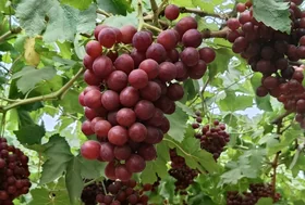 Crimson Red Grapes