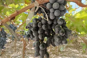 Magic Black Grapes