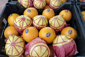 Navel Orange