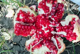 Pomegranate