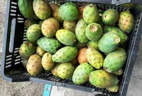 Prickly Pear