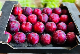 Red Plum