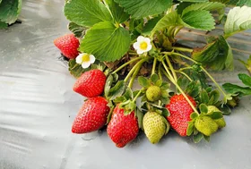Strawberry