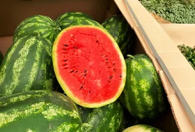 Watermelon