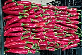 Chili Pepper
