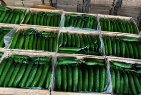 Cucumber