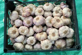 Dry Red Garlic