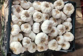Dry White Garlic