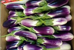 Eggplant