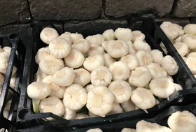 Fresh White Garlic