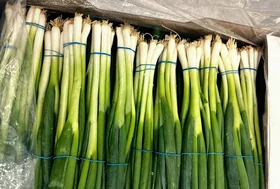 Green Onion Foton
