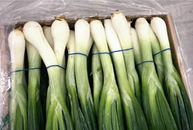 Green Onion Giza