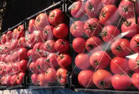 Organic Tomato