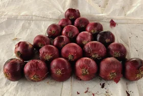 Red Onion
