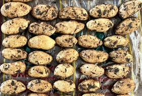Spunta Potato