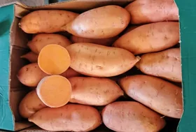 Sweet Potato