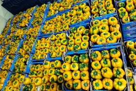 Yellow Bell Pepper