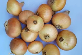 Yellow Onion