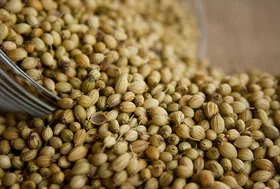 Coriander